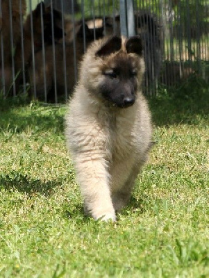 CHIOT Sable