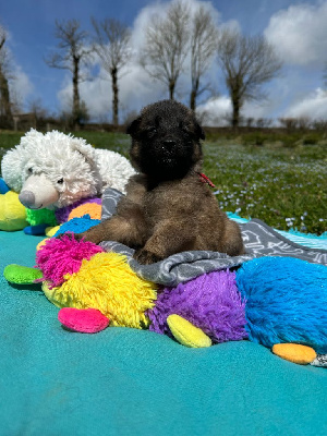 CHIOT Rouge et gris