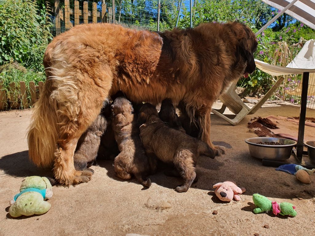 Chiot Leonberger des petites créatures divines
