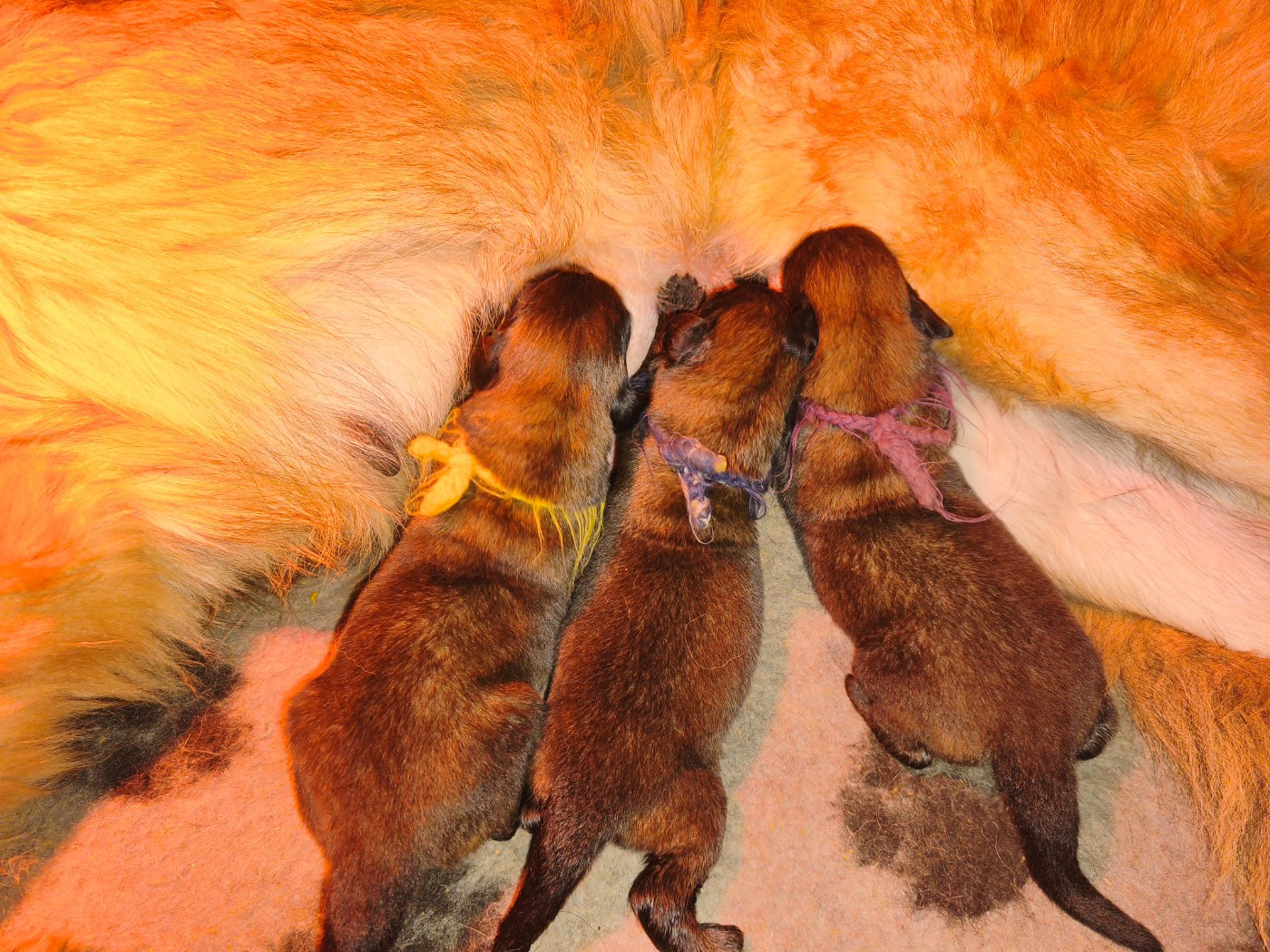 des petites créatures divines - Chiots disponibles - Leonberger