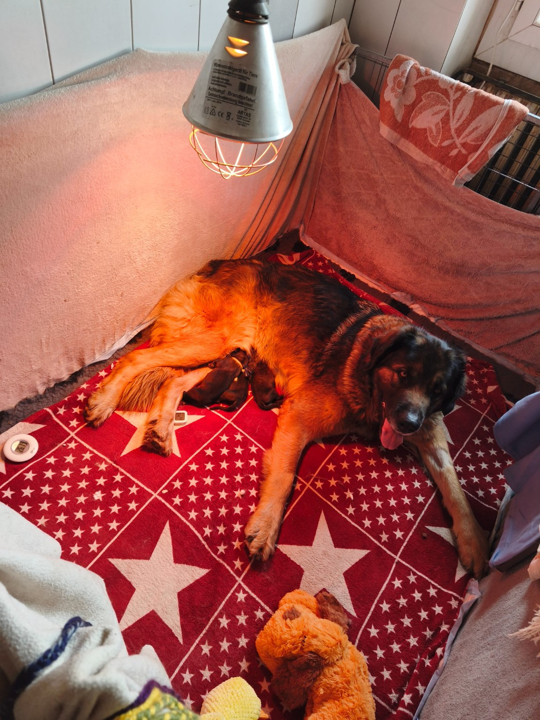 Chiot Leonberger des petites créatures divines