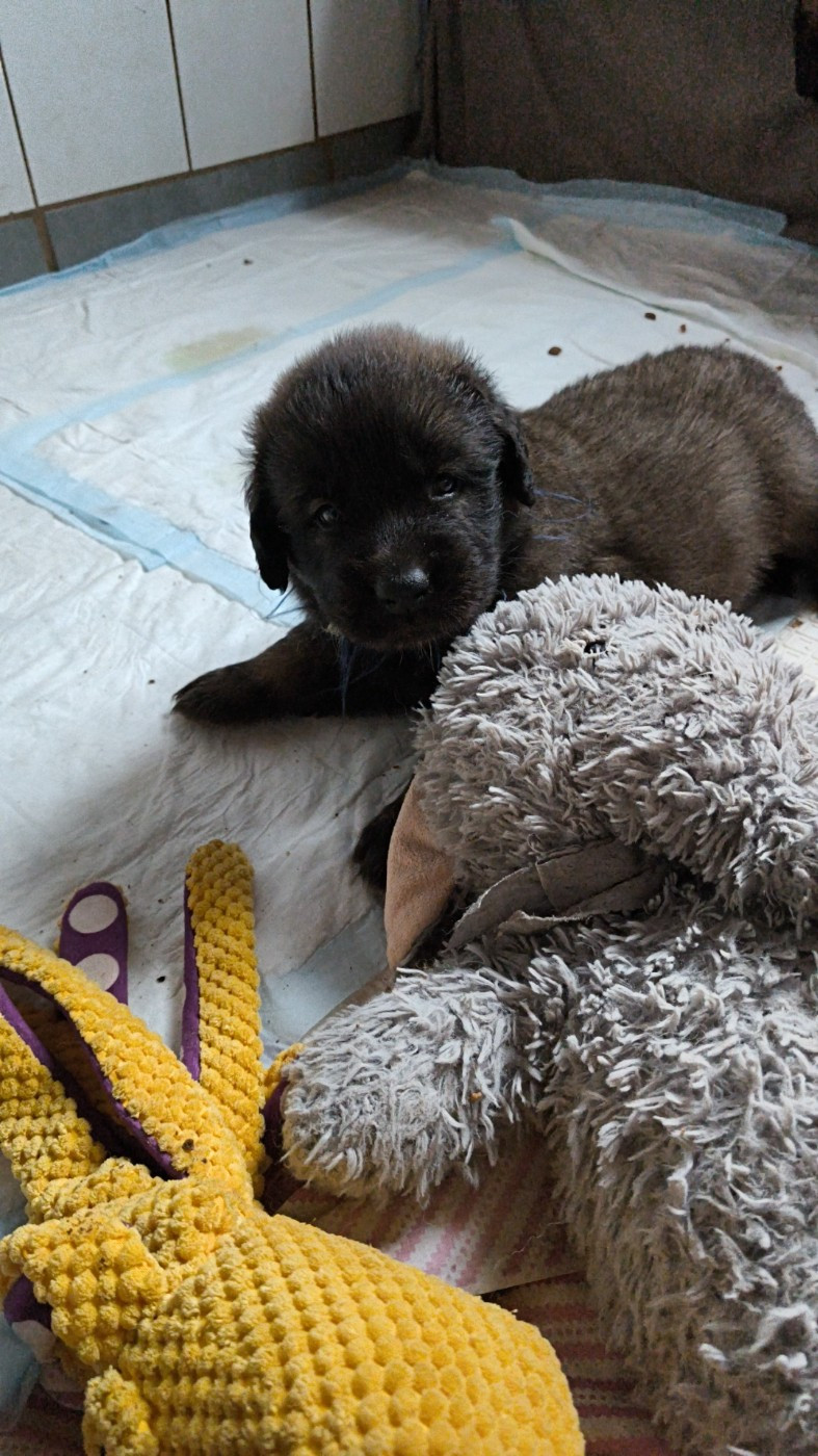 des petites créatures divines - Chiots disponibles - Leonberger