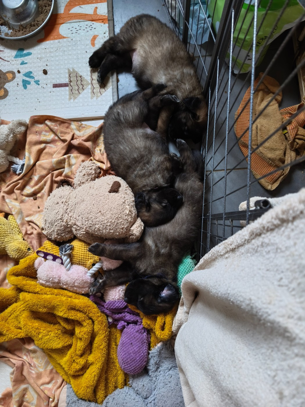 des petites créatures divines - Leonberger - Portée née le 10/01/2026