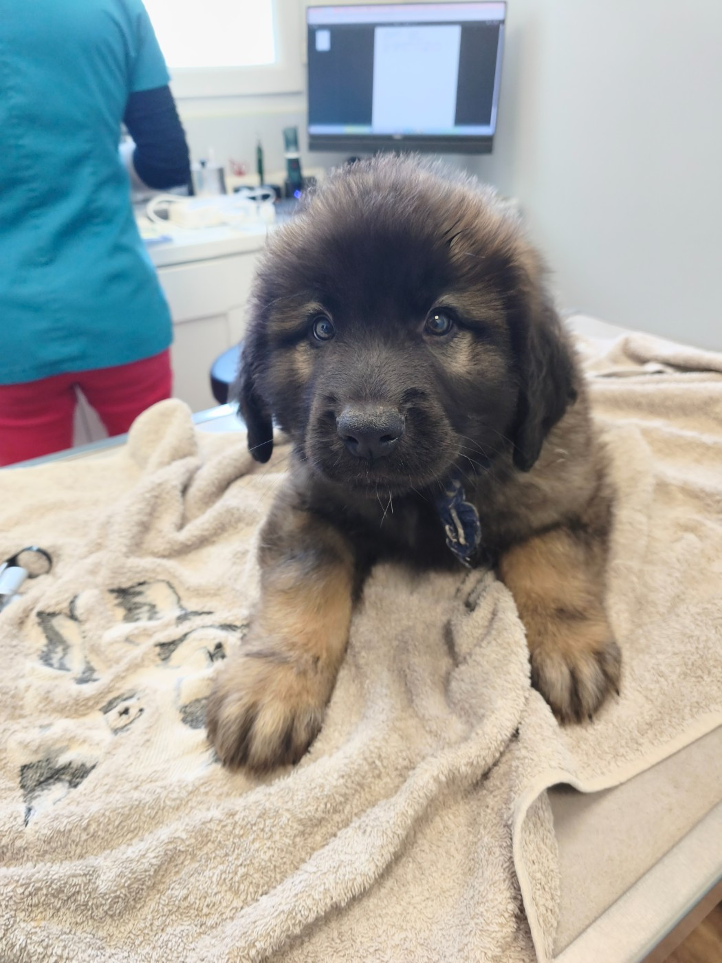 des petites créatures divines - Chiots disponibles - Leonberger
