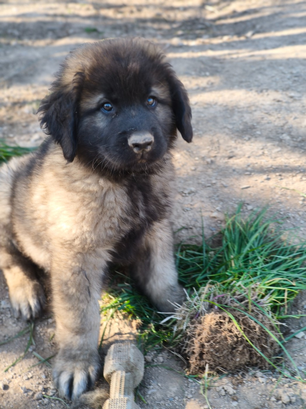 des petites créatures divines - Chiots disponibles - Leonberger