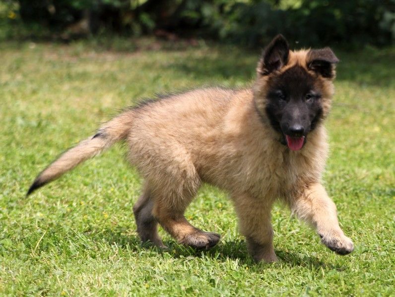 des petites créatures divines - Chiots disponibles - Berger Belge