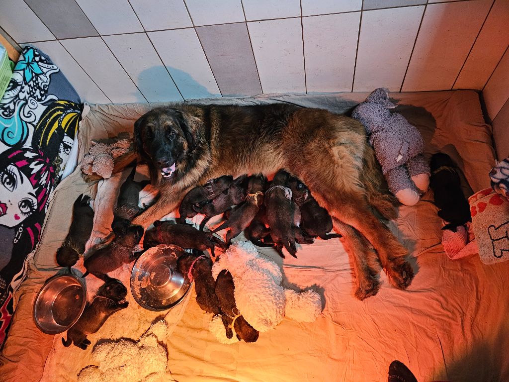 des petites créatures divines - Leonberger - Portée née le 23/02/2024