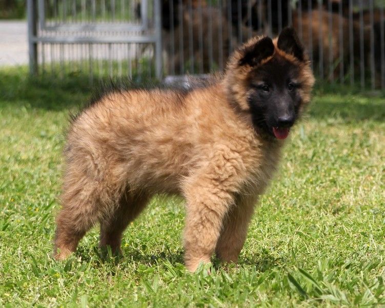 des petites créatures divines - Chiots disponibles - Berger Belge